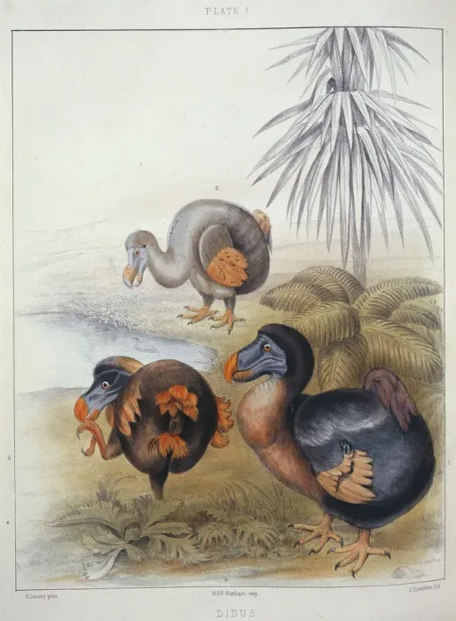 Framed Print : Raphus cucullatus, dodo Print from Memoirs on the Dodo, 1866 Framed Print : Raphus cucullatus, dodo Print from Memoirs on the Dodo, 1866