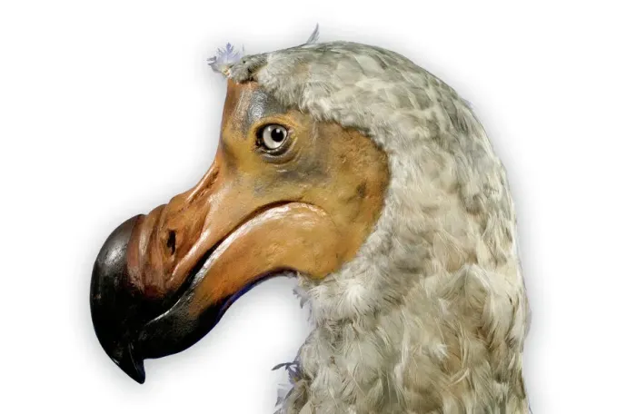 Framed Print : Mounted Specimen of the Dodo Print (Raphus cucullatus) Framed Print : Mounted Specimen of the Dodo Print (Raphus cucullatus)
