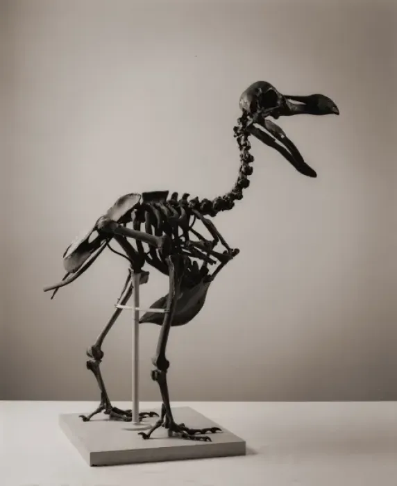 Framed Print : Dodo Skeleton Print, Raphus cucullatus Framed Print : Dodo Skeleton Print, Raphus cucullatus