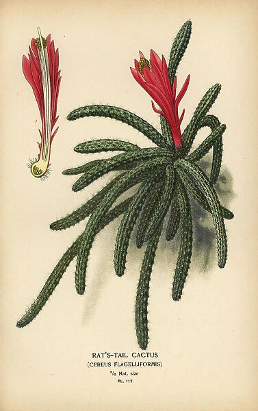 Rattail cactus, Disocactus flagelliformis