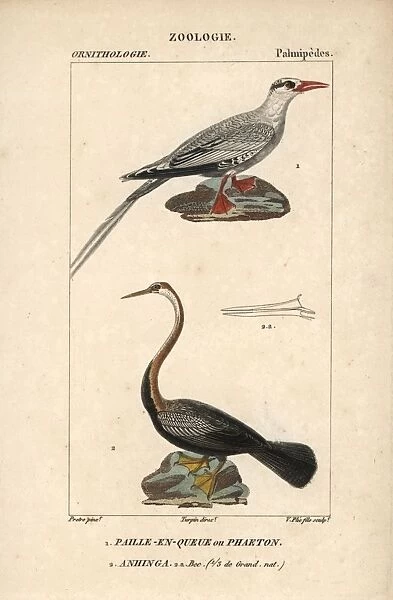 Red-billed tropicbird, Phaethon aethereus