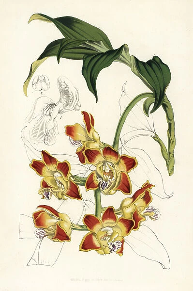 Red bulls mouth orchid, Chysis bruennowiana
