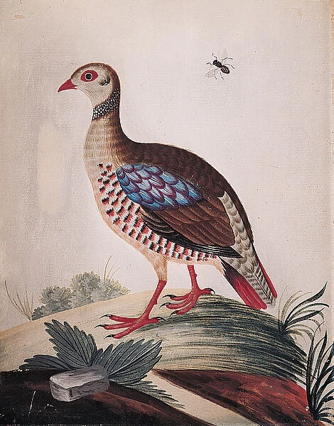 The Red-legged Partridge from Barbary