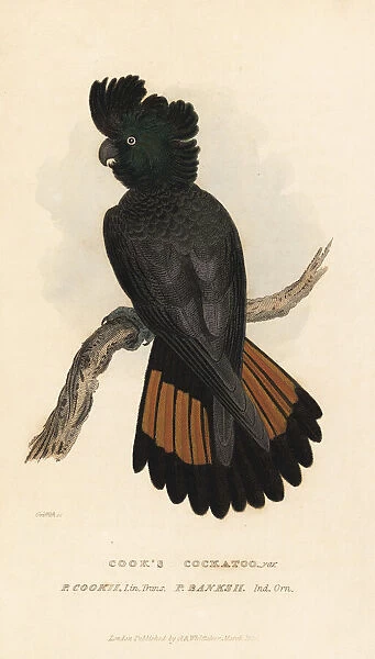 Red-tailed black-cockatoo, Calyptorhynchus banksii
