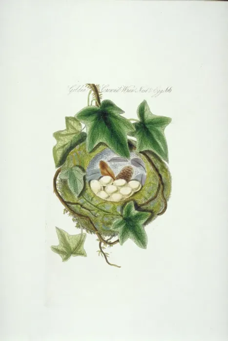 Framed Print : Goldcrest Nest and Eggs Print (1845) Framed Print : Goldcrest Nest and Eggs Print (1845)