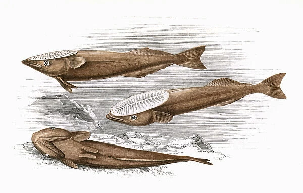 Remora, or Suckerfish