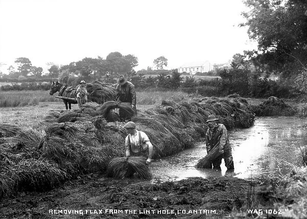 Removing Flax from the Lint Hole, Co. Antrim