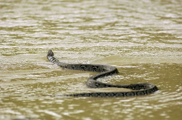 A Reticulated Python swims from a small freshwater-stream