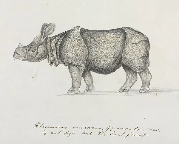 Rhinoceros unicornis, Indian Rhinoceros
