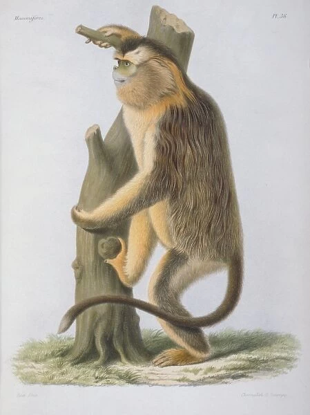 Rhinopithecus roxellanae, snub-nosed monkey
