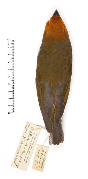 Rhodacanthis palmeri, greater koa finch