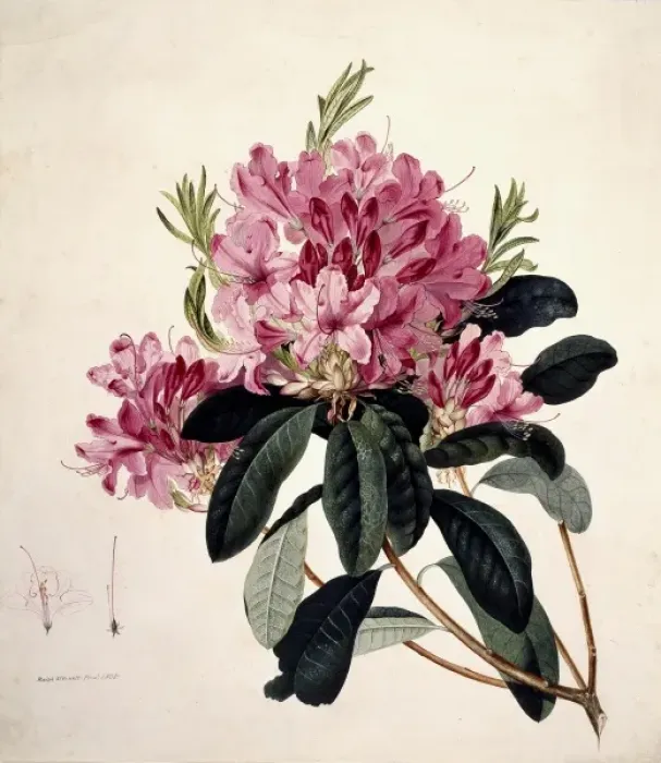 Framed Print : Rhododendron Watercolour Print, 1805 Framed Print : Rhododendron Watercolour Print, 1805