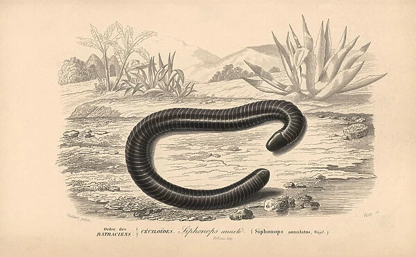 Ringed caecilian, Siphonops annulatus