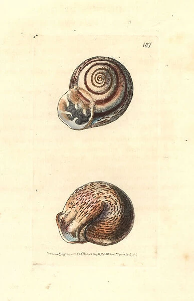 Ringent snail, Helix ringens