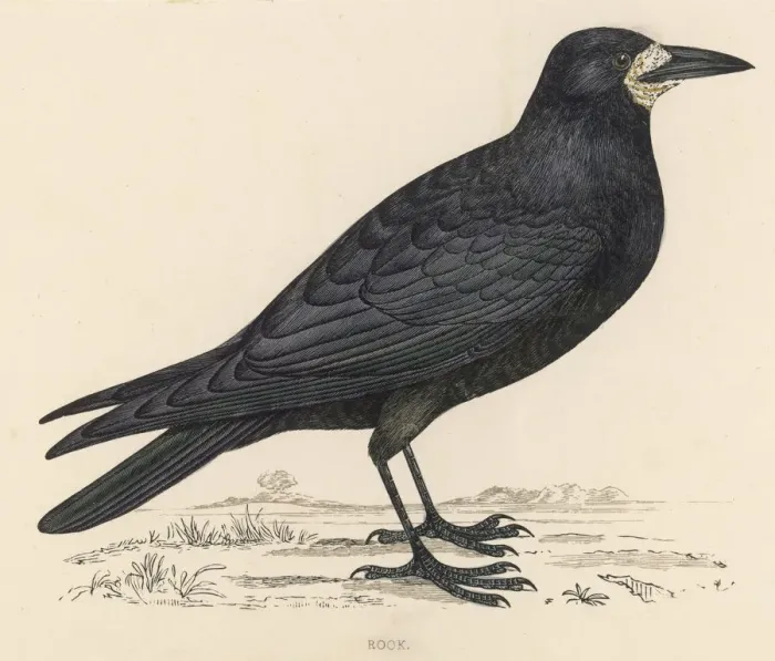 Framed Print : Rook Print, Corvus frugilegus bird Framed Print : Rook Print, Corvus frugilegus bird