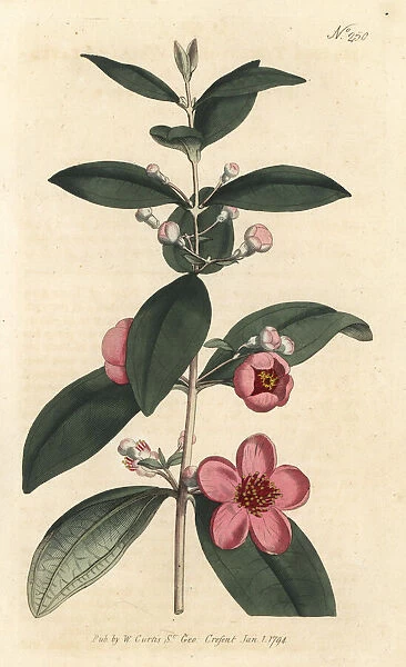 Rose myrtle, Rhodomyrtus tomentosa