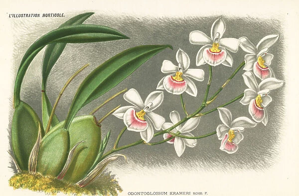 Rossioglossum krameri orchid
