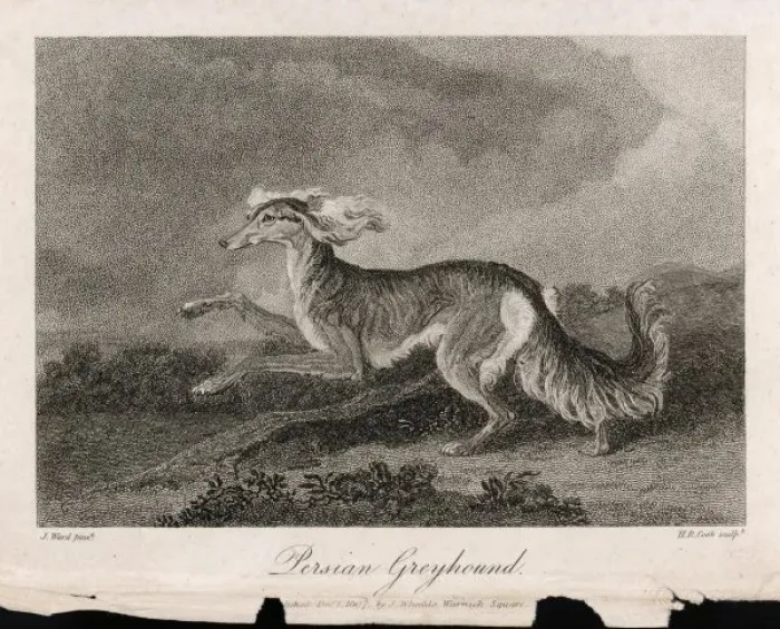 Framed Print : Running Saluki Print, Persian Greyhound Framed Print : Running Saluki Print, Persian Greyhound