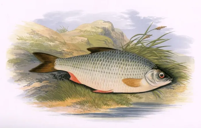 Framed Print : 1879 Print of Rutilus rutilus, Common Roach Framed Print : 1879 Print of Rutilus rutilus, Common Roach