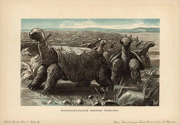 Saddle-backed Rodrigues giant tortoise, Cylindraspis