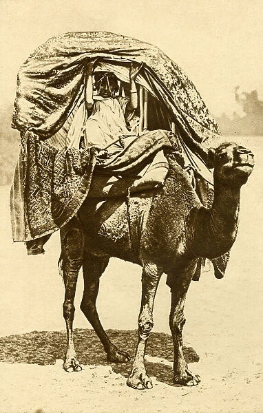 Saharan woman on a camel, Algeria, North Africa