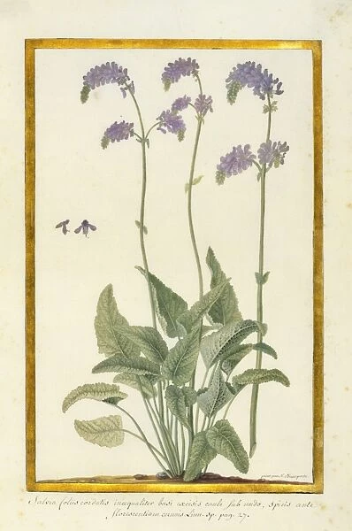 Salvia nutans, nodding sage
