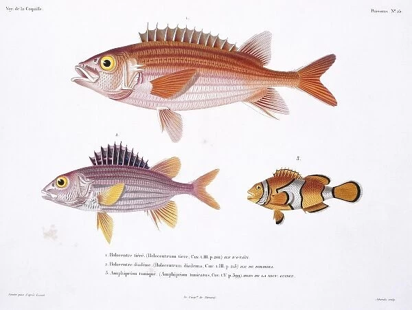 Sargocentron hastatum, red squirrelfish, Amphiprion percula
