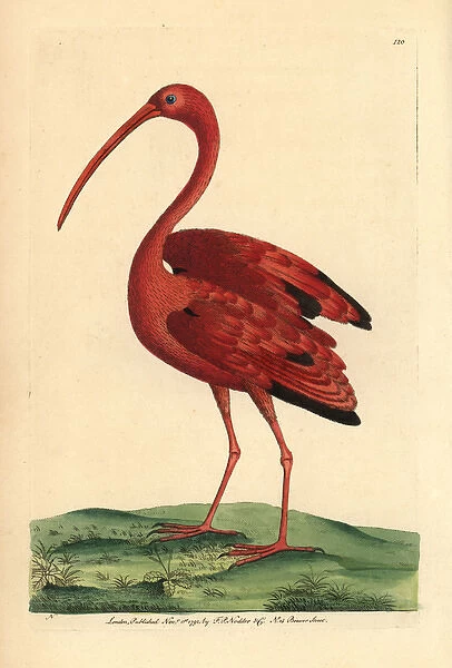 Scarlet ibis, Eudocimus ruber