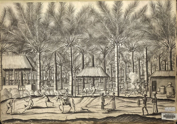 A scene in a toddy palm plantation