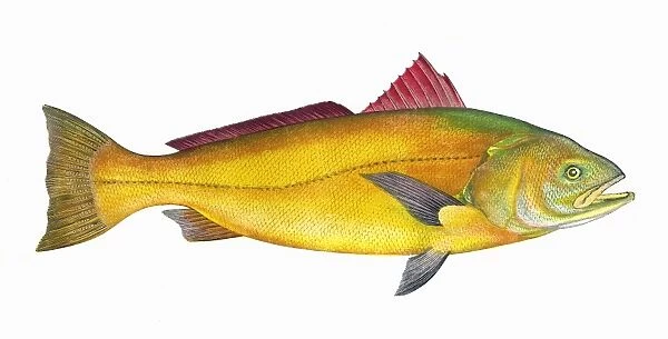 Sciaena, a warm water marine fish