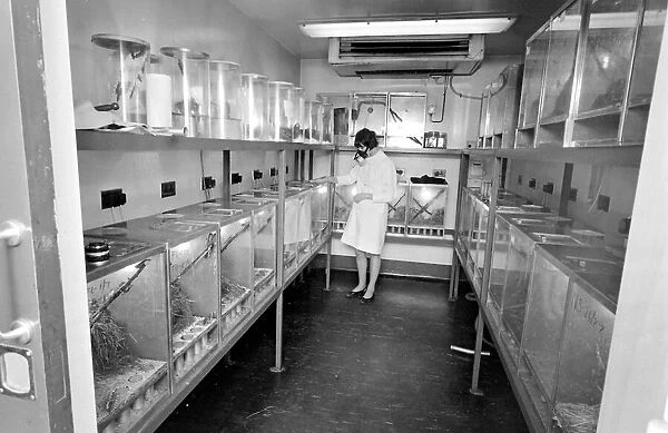 Scientist in a mask, examining locusts in perspex containers at the Anti-Locust Research