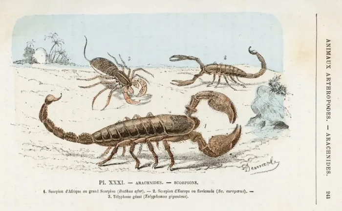 Framed Print : African, European and Giant Scorpions Print Framed Print : African, European and Giant Scorpions Print