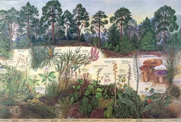 Framed Print : Scottish Pine Forest Print, 1973 Framed Print : Scottish Pine Forest Print, 1973