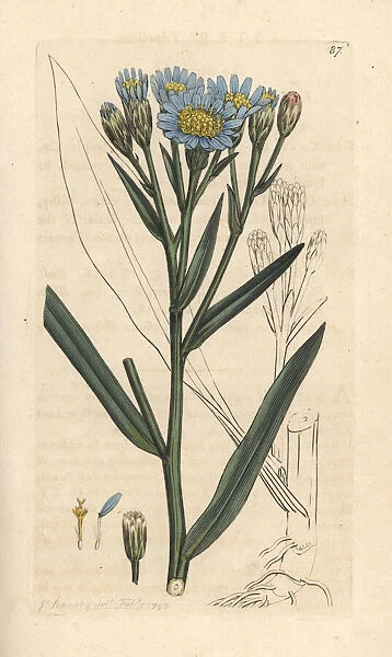 Sea aster, Tripolium pannonicum subsp. tripolium