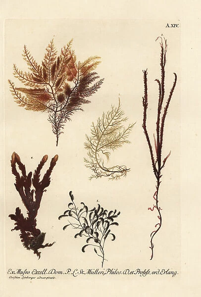 Sea fan, sea moss and sea fir corals