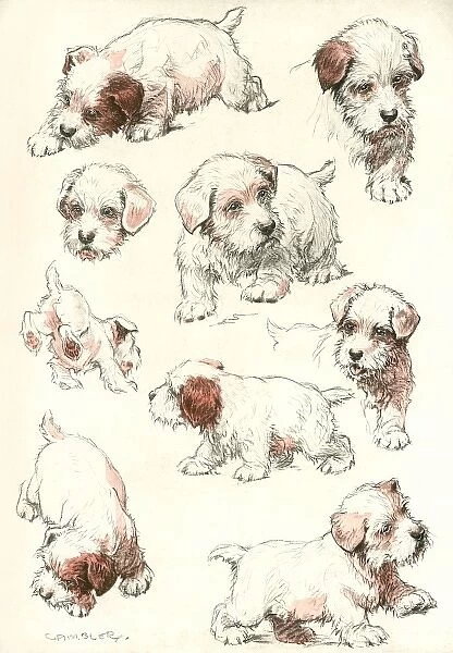 Sealyham Terrier Puppies
