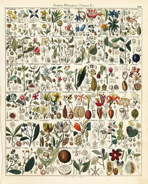 Seed and fruit plants
