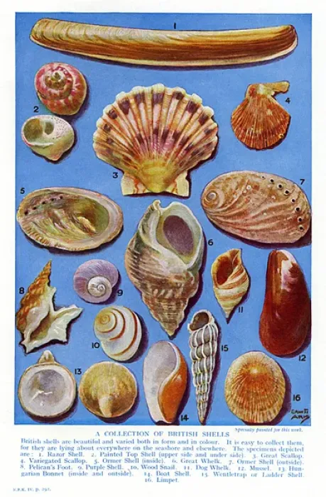 Framed Print : Circa 1920s British Shells Print Framed Print : Circa 1920s British Shells Print
