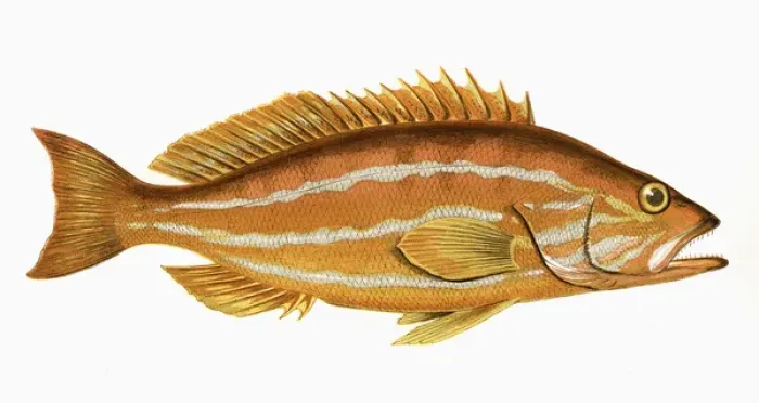 Framed Print : Smooth Serranus Print, 1862 Framed Print : Smooth Serranus Print, 1862