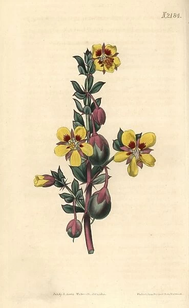 Sessile-leaved bean caper, Zygophyllum sessilifolium