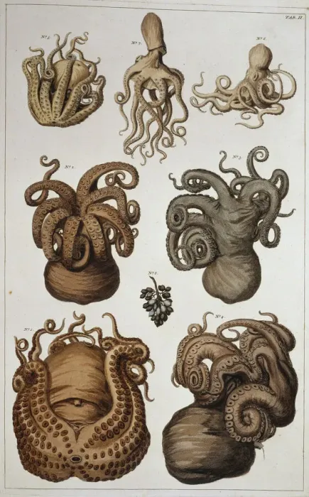 Framed Print : Seven Squid and Octopuses Print, 1759 Framed Print : Seven Squid and Octopuses Print, 1759