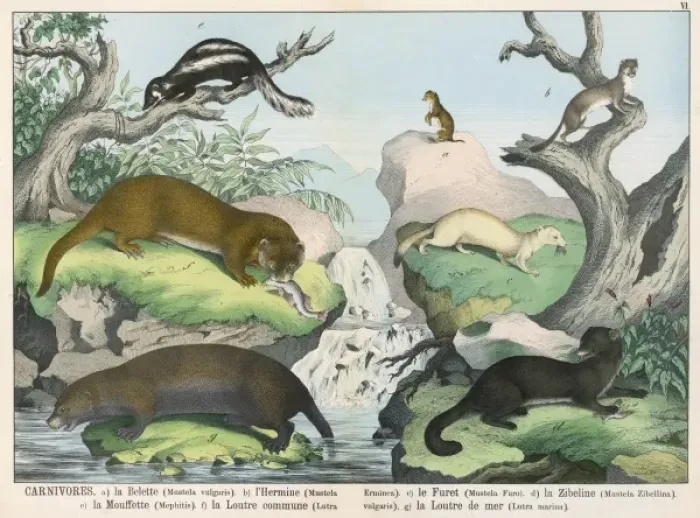 Framed Print : Seven Types of Carnivore Print Framed Print : Seven Types of Carnivore Print