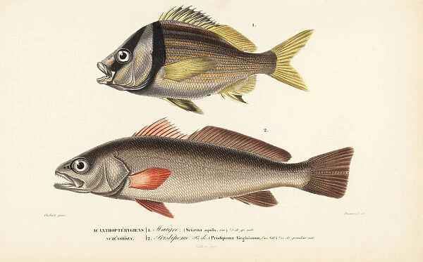 Shadefish and porkfish