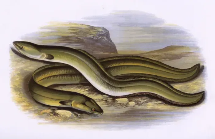 Framed Print : Sharp-Nosed Eel and Broad-Nosed Eel Print, 1879 Framed Print : Sharp-Nosed Eel and Broad-Nosed Eel Print, 1879