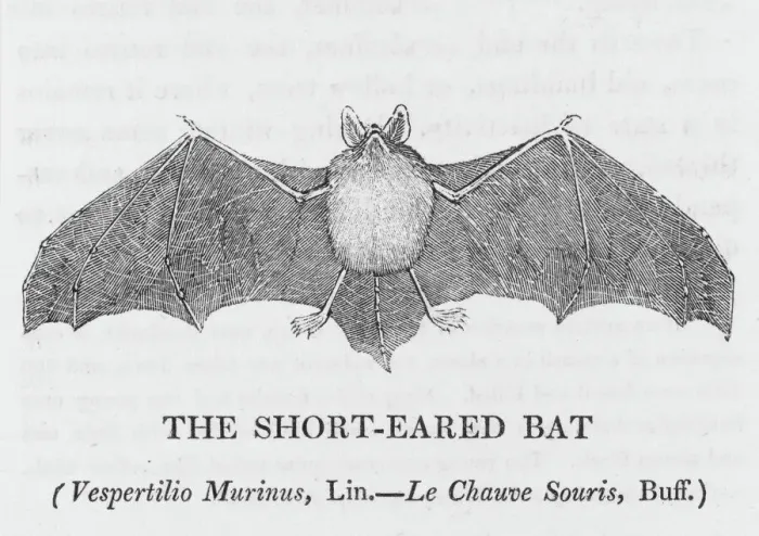 Framed Print : Short-eared Bat (Bewick) Print Framed Print : Short-eared Bat (Bewick) Print