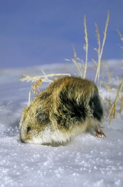 Siberian lemming - adult in winter, on snow in