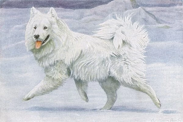 Siberian Reindeer Dog or Samoyed