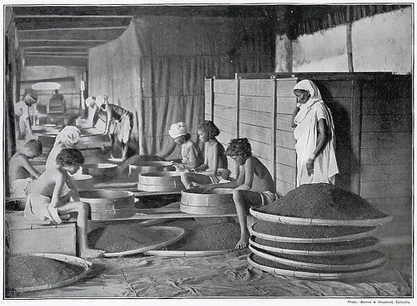 Sifting Tea in Assam, India