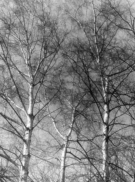 Silver Birch Tree