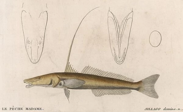 Silver Sillago  /  Fish  /  1860